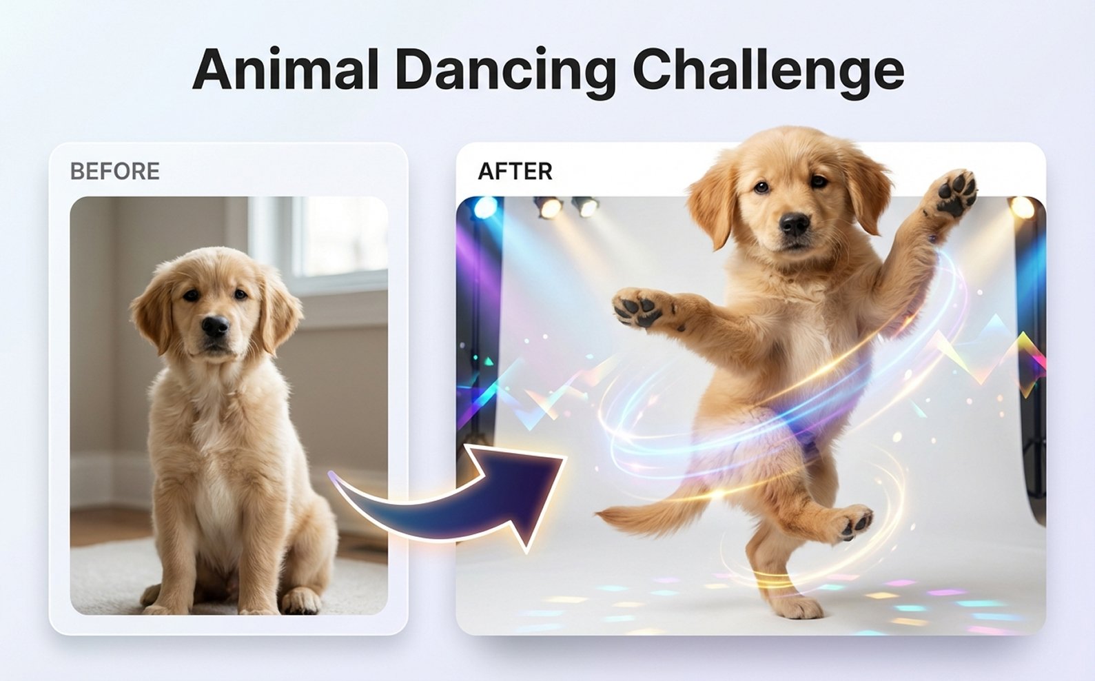 Make Your Pet Dance